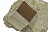 Natural Pyrite Cube In Rock - Navajun, Spain #168442-1